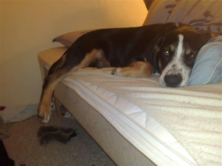 Blanding af racer Himmel hunden Basse billede 12