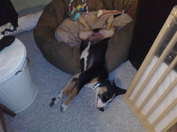 Blanding af racer Himmel hunden Basse billede 13