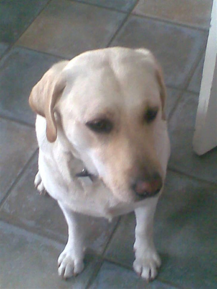 Labrador retriever Lucka - Min smuksak .  billede 4