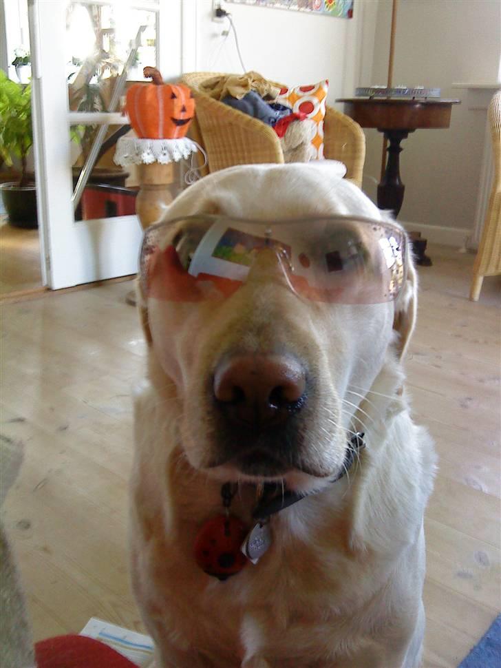 Labrador retriever Lucka - Lucka med et par lækre solbriller på . ;D billede 5