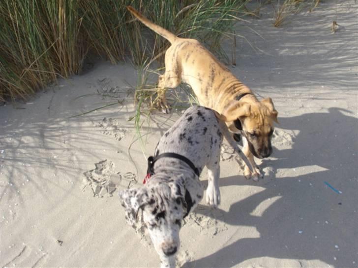Grand danois Perle ( GD Blue Merle) - Deres første tur på stranden billede 4