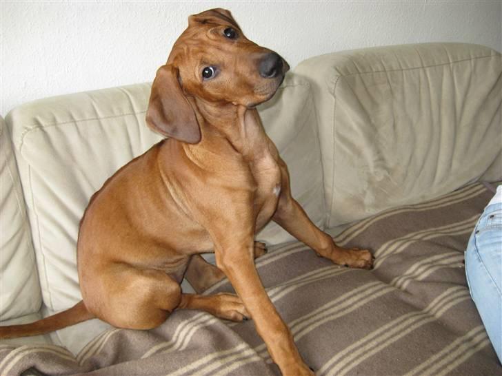 Rhodesian ridgeback Nyah billede 1