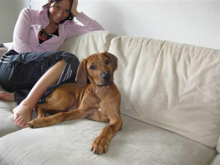 Rhodesian ridgeback Nyah billede 2