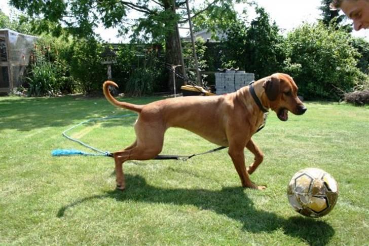 Rhodesian ridgeback Nyah billede 3