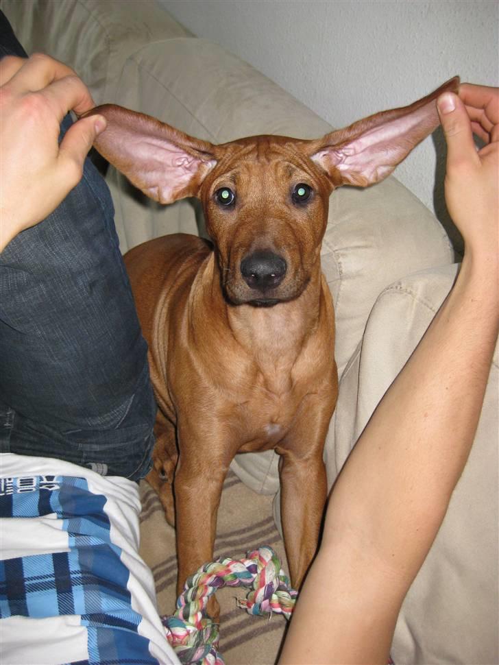 Rhodesian ridgeback Nyah billede 4