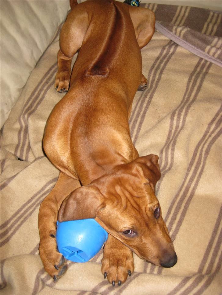 Rhodesian ridgeback Nyah billede 5