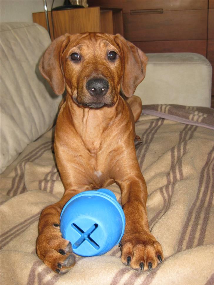 Rhodesian ridgeback Nyah billede 6