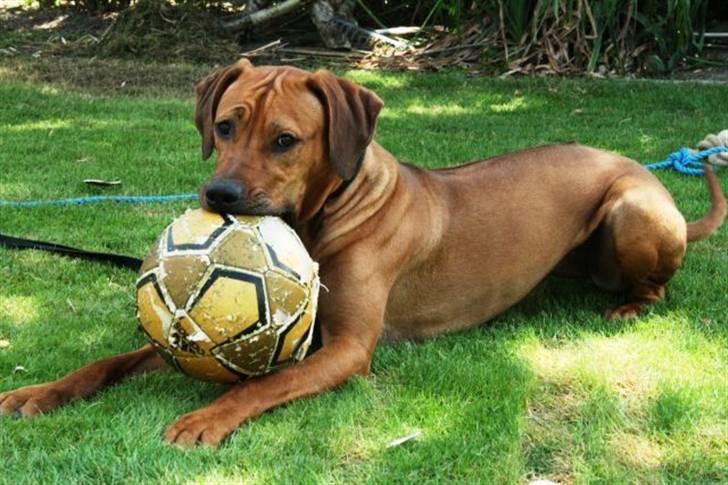 Rhodesian ridgeback Nyah billede 7