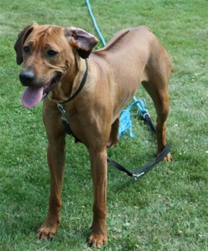 Rhodesian ridgeback Nyah billede 8