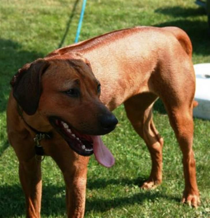 Rhodesian ridgeback Nyah billede 9