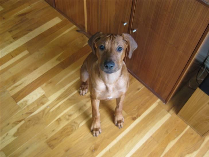 Rhodesian ridgeback Nyah billede 10