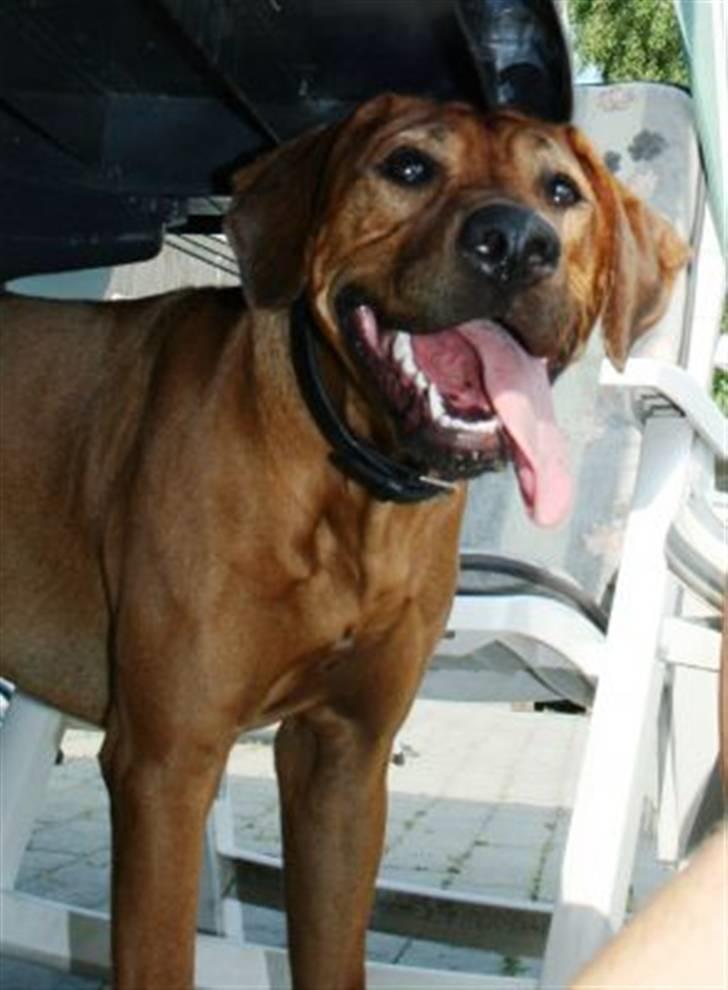 Rhodesian ridgeback Nyah billede 11