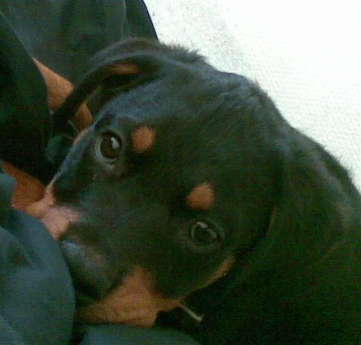 Rottweiler Mento - Mento - 12 uger billede 1