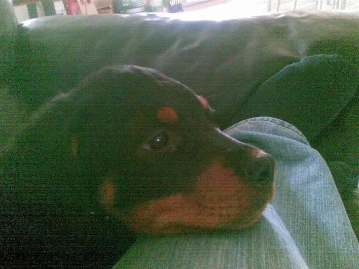 Rottweiler Mento - Mento - 12 uger billede 2