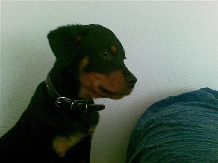 Rottweiler Mento - Mento - 12 uger billede 3