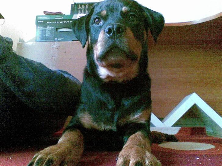 Rottweiler Mento - Mento - 24 uger billede 5