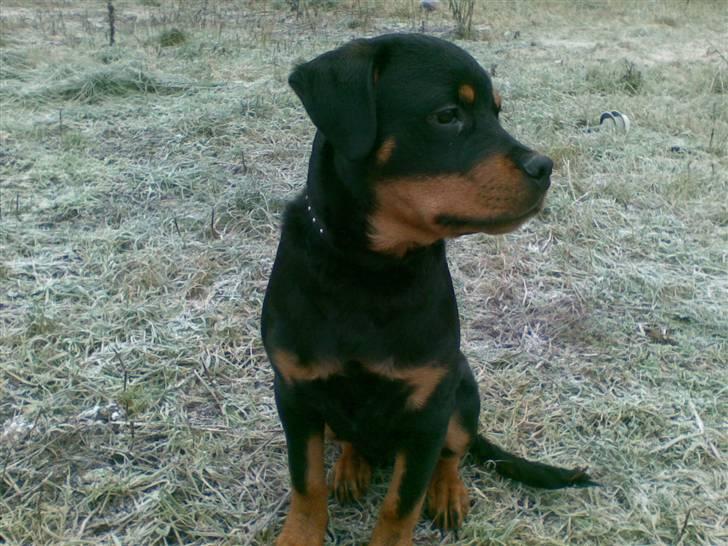 Rottweiler Mento - Mento - 24 uger billede 6
