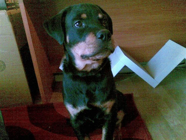 Rottweiler Mento - Mento - 24 uger billede 7