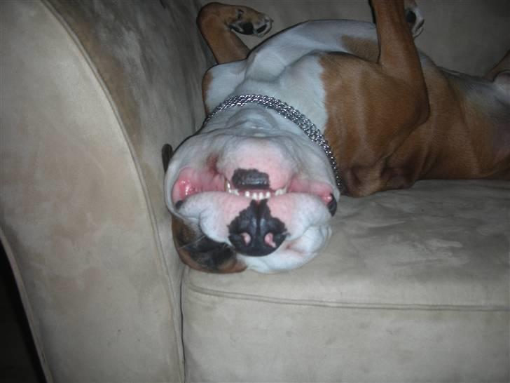 Blanding af racer Tjico billede 6