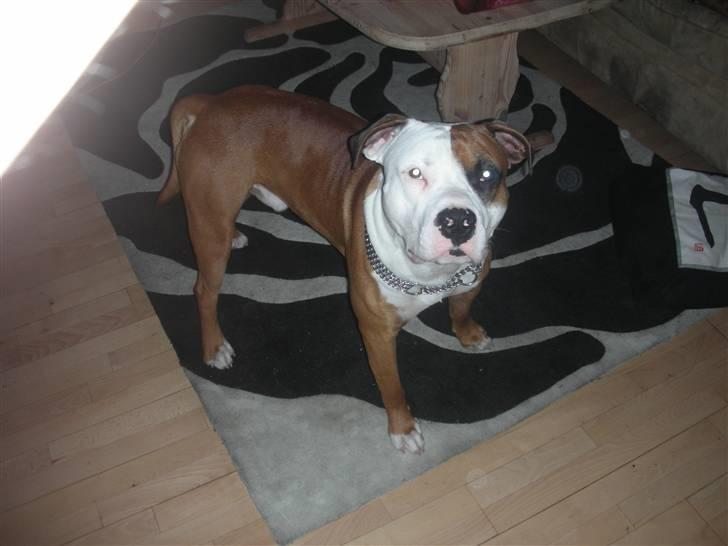 Blanding af racer Tjico billede 7