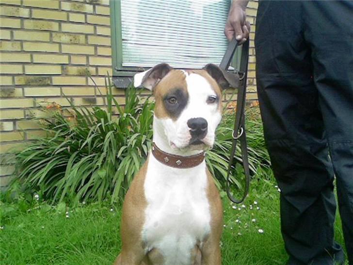 Amerikansk staffordshire terrier ~Alina~ *Himmelhund* billede 1