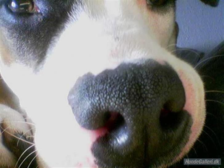 Amerikansk staffordshire terrier ~Alina~ *Himmelhund* billede 2