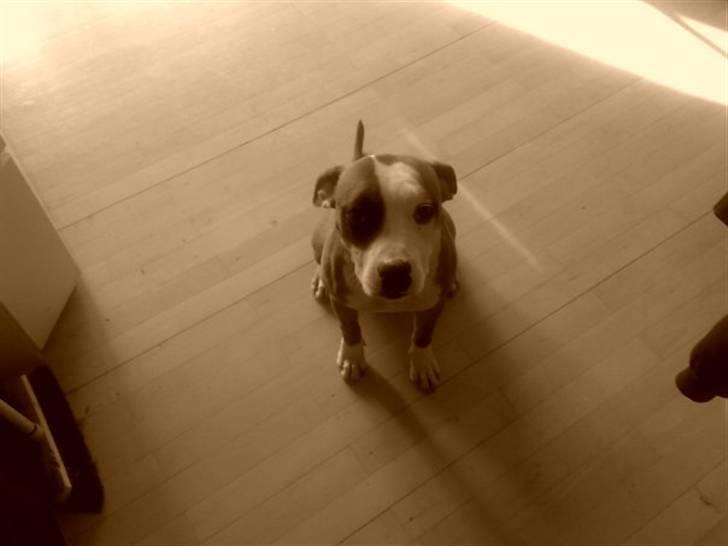 Amerikansk staffordshire terrier ~Alina~ *Himmelhund* - jeg kan godt sidde helt stille.... :) billede 3