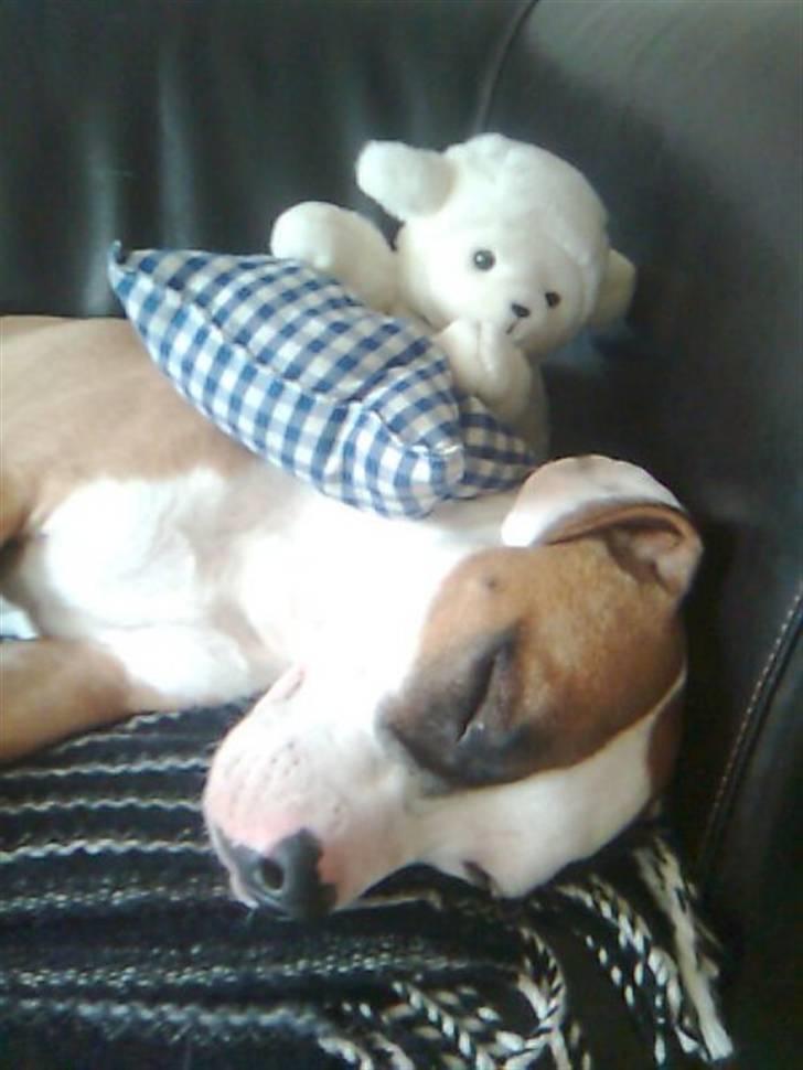 Amerikansk staffordshire terrier ~Alina~ *Himmelhund* - en bette lur... ikke så gammel endnu... så sove skal man jo... billede 4