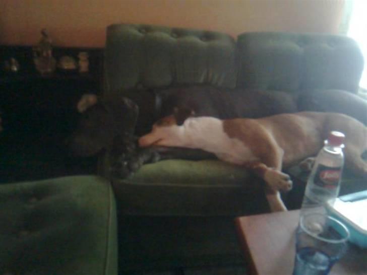 Amerikansk staffordshire terrier ~Alina~ *Himmelhund* - så putter vi lidt.... billede 5