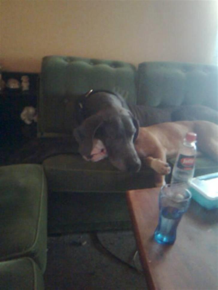 Amerikansk staffordshire terrier ~Alina~ *Himmelhund* - fryser du? billede 6