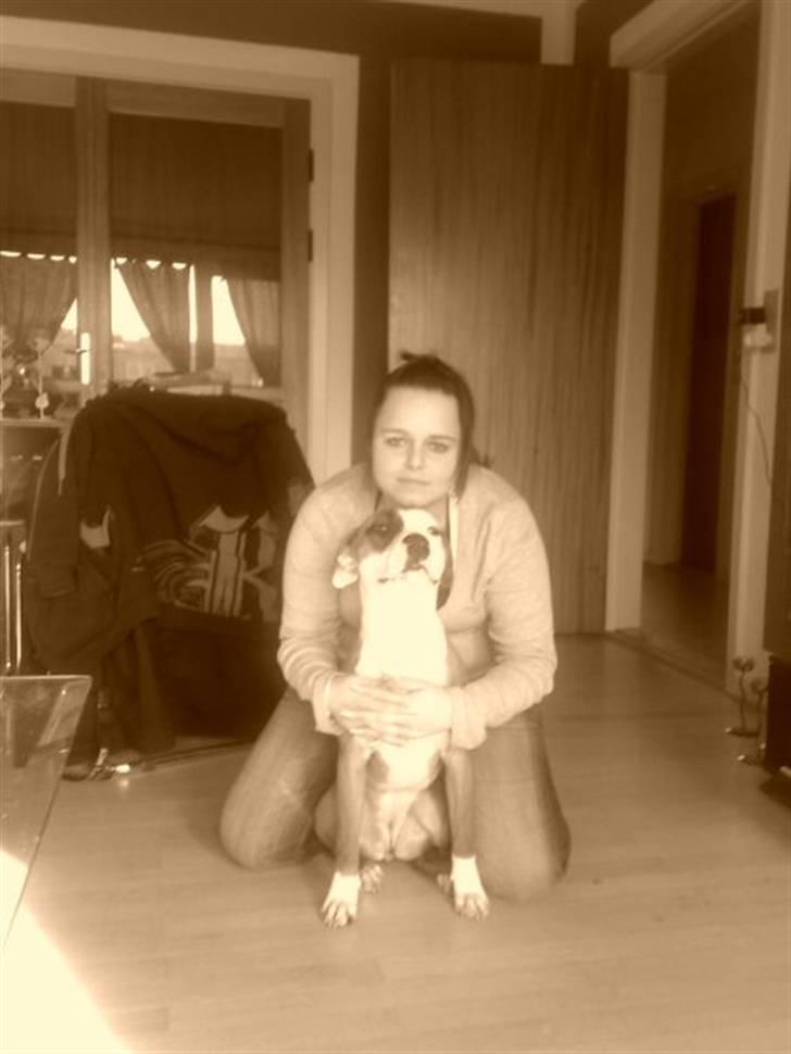 Amerikansk staffordshire terrier ~Alina~ *Himmelhund* billede 7