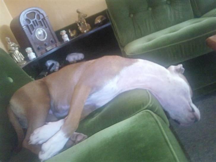 Amerikansk staffordshire terrier ~Alina~ *Himmelhund* - ZzZzZzZzZzZ...........................................  billede 8