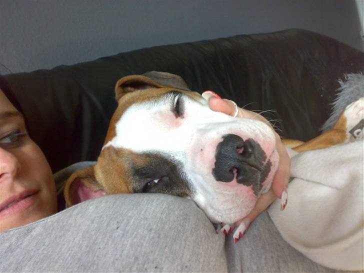 Amerikansk staffordshire terrier ~Alina~ *Himmelhund* - mmmm..... ligger blødt..... snooooork.... billede 9