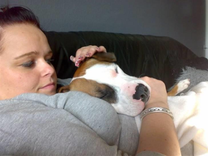 Amerikansk staffordshire terrier ~Alina~ *Himmelhund* billede 11