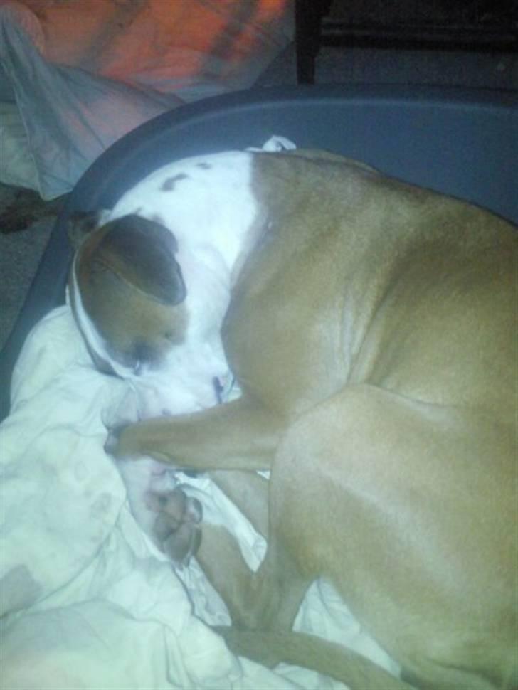 Amerikansk staffordshire terrier ~Alina~ *Himmelhund* - elsker og sove... selv i min egen seng...  billede 12