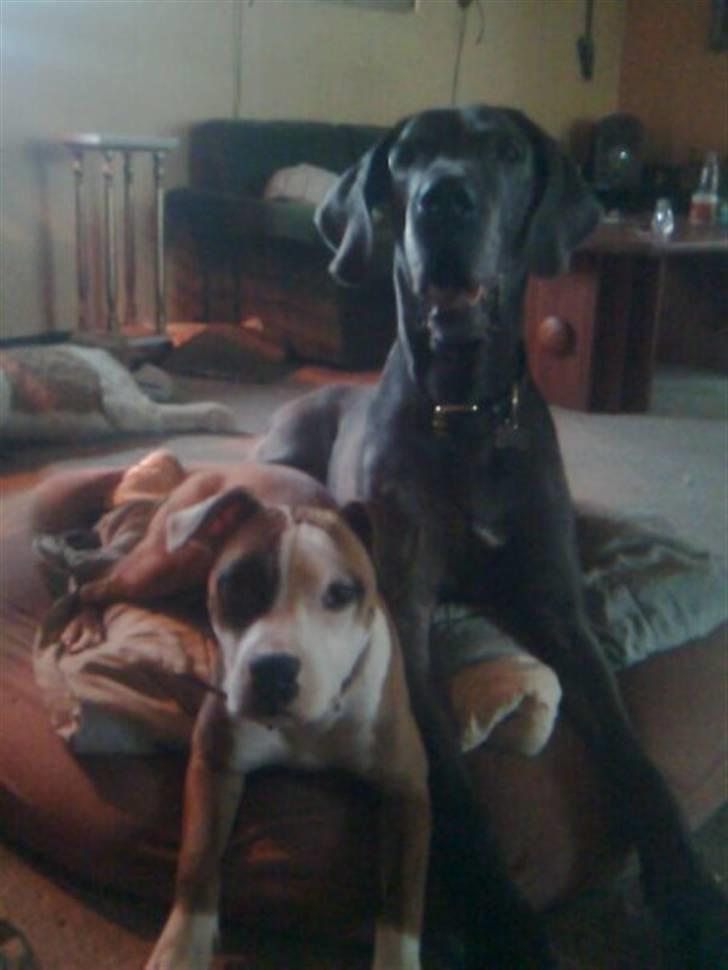 Amerikansk staffordshire terrier ~Alina~ *Himmelhund* - mig og min storebror Chang....  billede 13