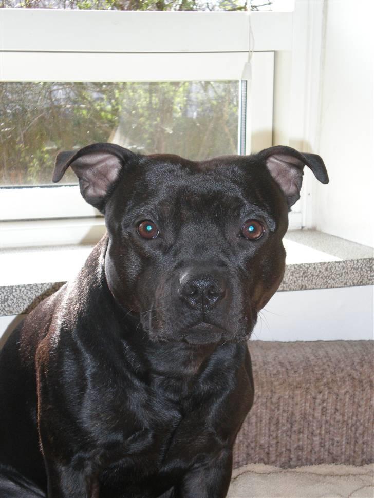 Staffordshire bull terrier || Chico || billede 2