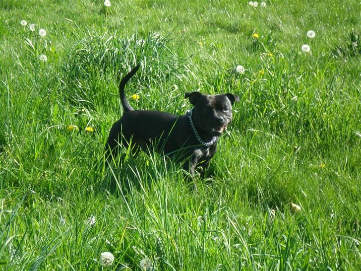 Staffordshire bull terrier || Chico || - Ude på marken og lege med farmand.. :) billede 8