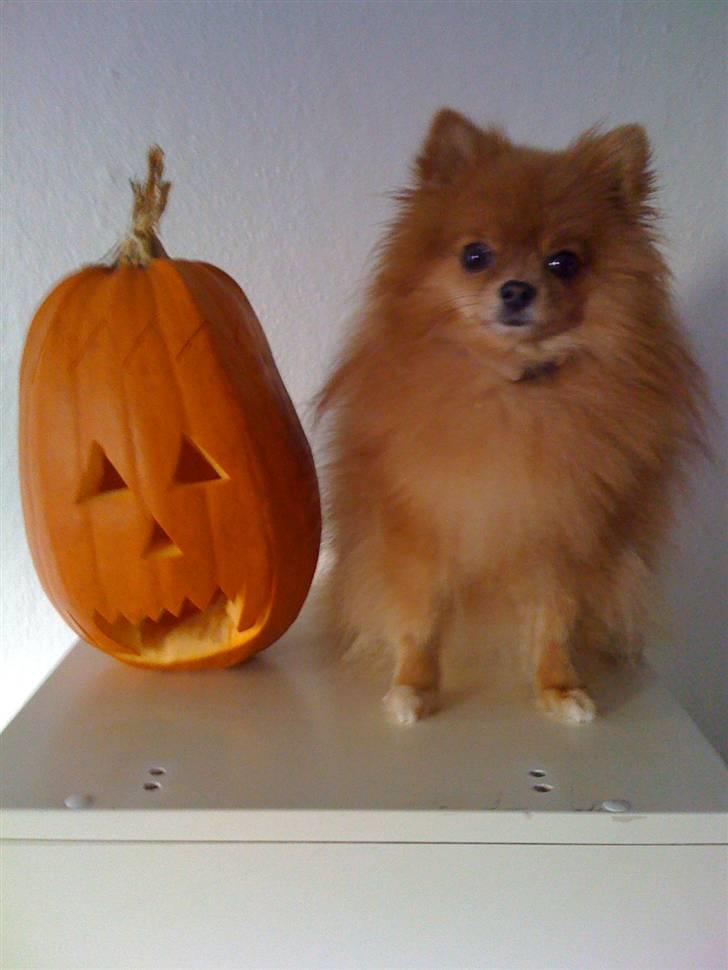 Pomeranian Chanel, Wieberg's Højbo - Mor og jeg laver græskar:P billede 7
