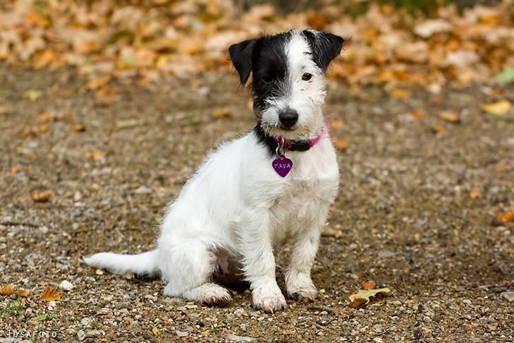 Jack russell terrier Taya R.I.P. :-( billede 9