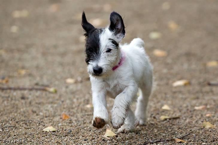 Jack russell terrier Taya R.I.P. :-( billede 10