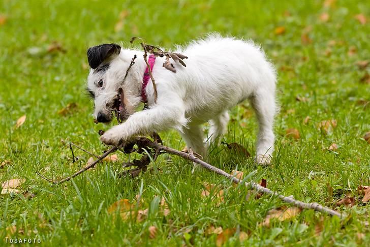 Jack russell terrier Taya R.I.P. :-( billede 11