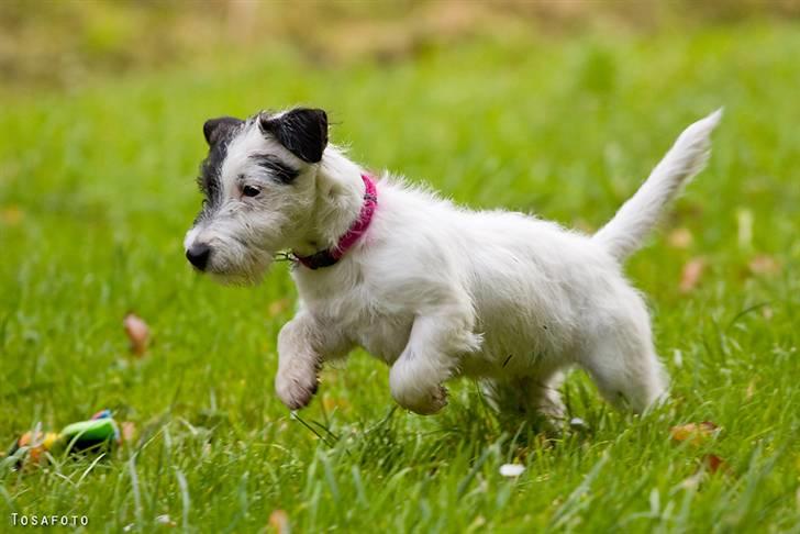 Jack russell terrier Taya R.I.P. :-( billede 12