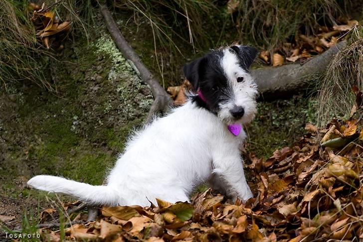 Jack russell terrier Taya R.I.P. :-( billede 13