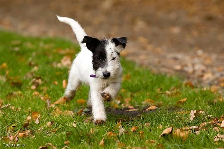 Jack russell terrier Taya R.I.P. :-( billede 14