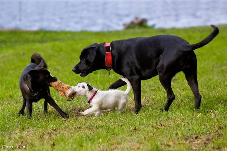 Jack russell terrier Taya R.I.P. :-( billede 15