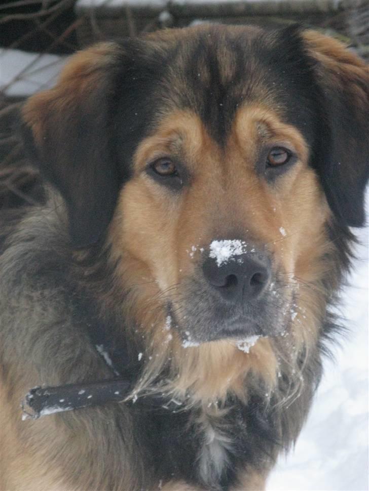 Blanding af racer Kovo - NYT! Smukke Kovo! billede 1