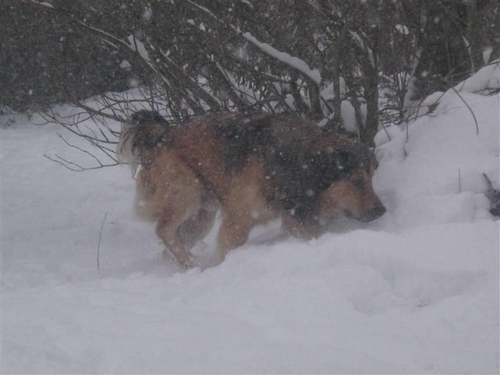 Blanding af racer Kovo - NYT! snevejr billede 2