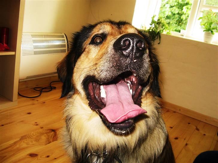 Blanding af racer Kovo billede 3