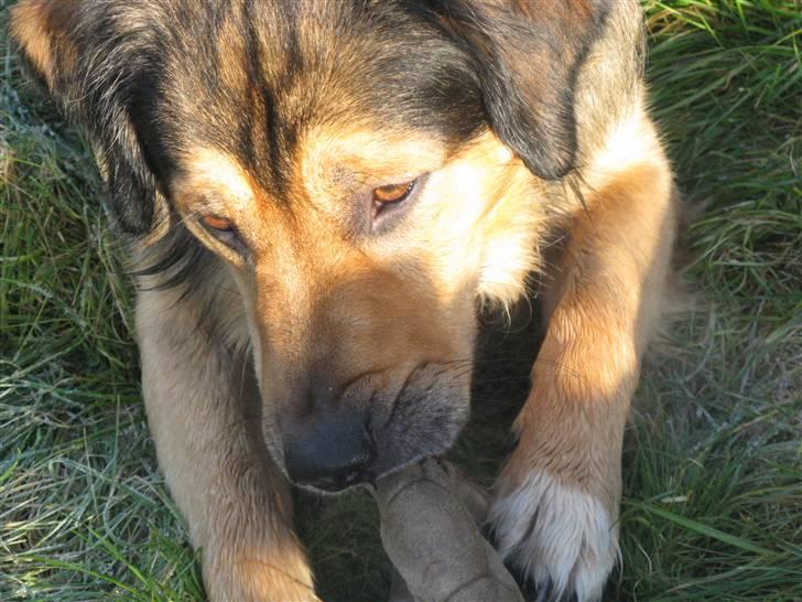 Blanding af racer Kovo - NYT! billede 4